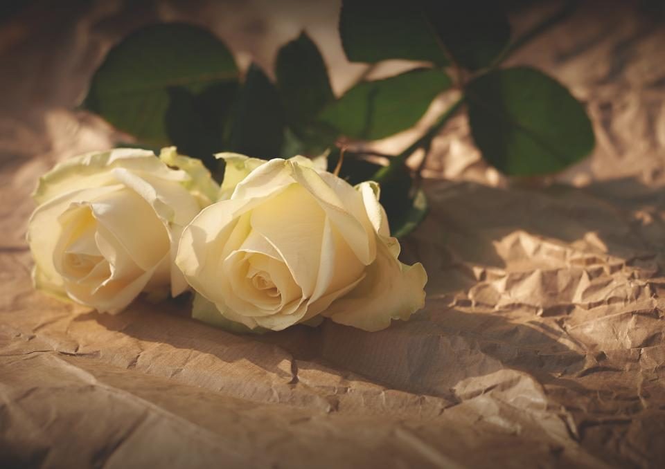 Roses blanches sur papier kraft