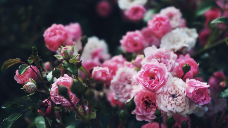 Bouquet de roses roses, fleur emblématique des parfums orientaux féminins