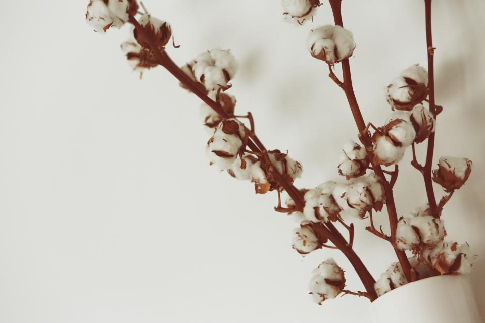 Branche de coton, évoquant l’odeur douce du musc blanc
